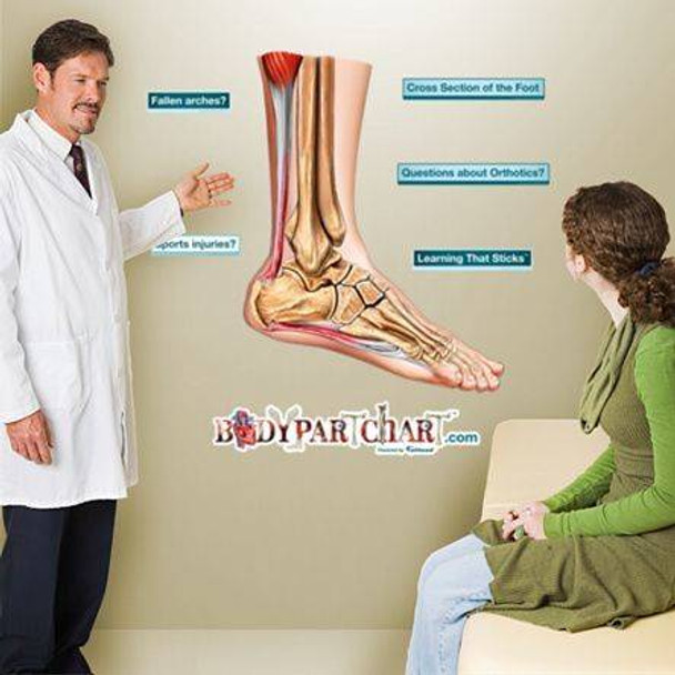 Cross Section of the Foot Anatomy Dry-Erase Sticky Wall Chart - 24 in x 30 in