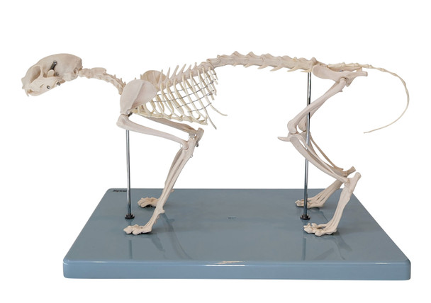 Anatomy Lab Feline Skeleton - Fixed Articulation on Base