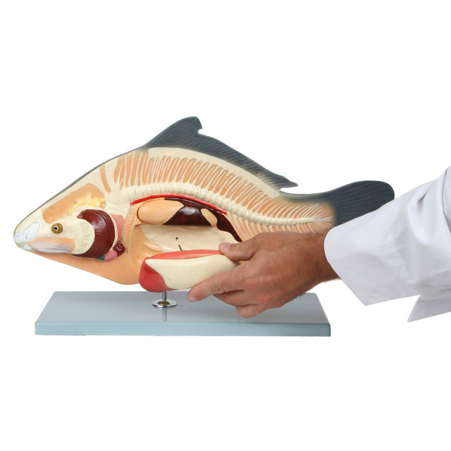Anatomy Lab - Carp Fish (Cyprinus carpio) Anatomy Model
