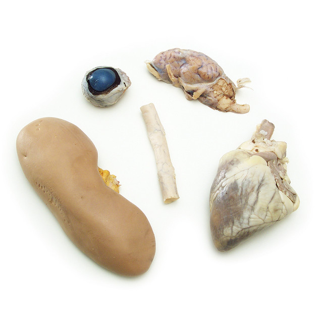 Specimens - Dissection Kits - Anatomy Warehouse