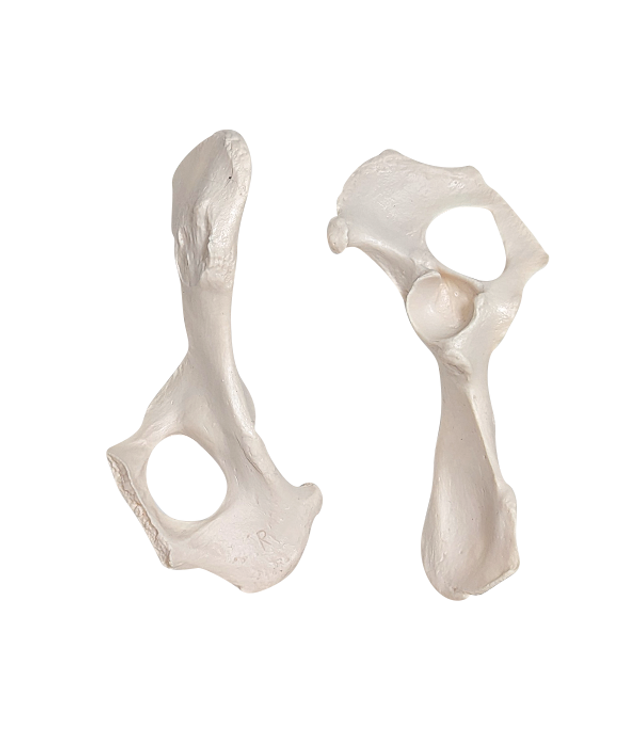 Axis Scientific Disarticulated Dog Skeleton