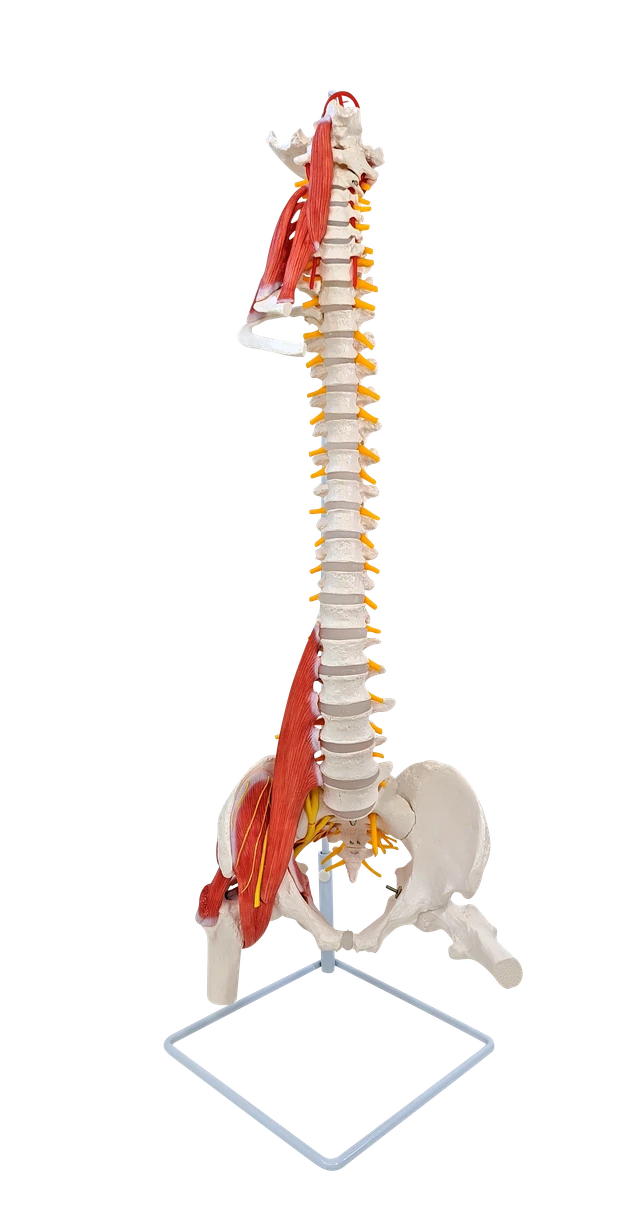 Anatomy Models - Spine - Page 1 - Anatomy Warehouse