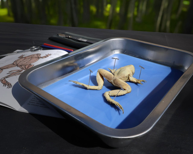 Dissection Specimens & Supplies for Anatomy Education | Anatomy Warehouse