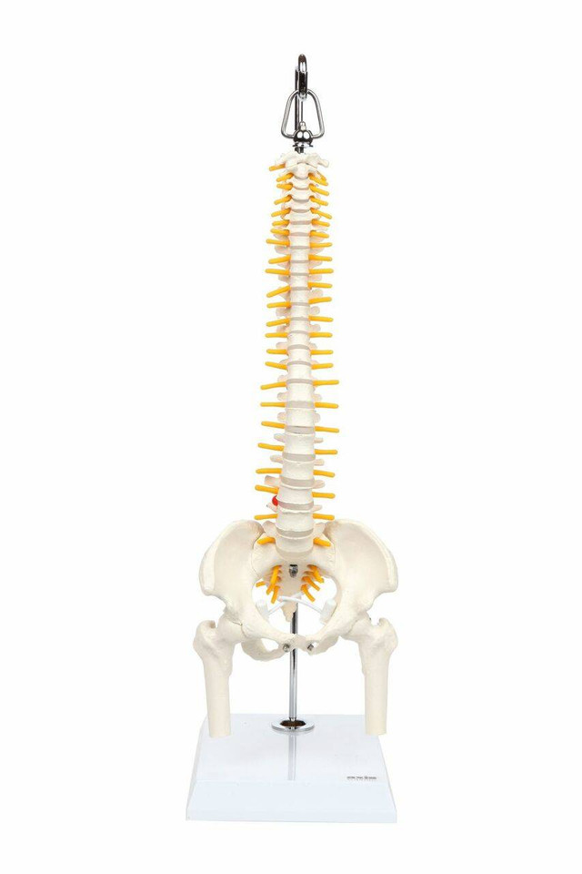 Anatomy Models - Spine - Complete Spines - Anatomy Warehouse