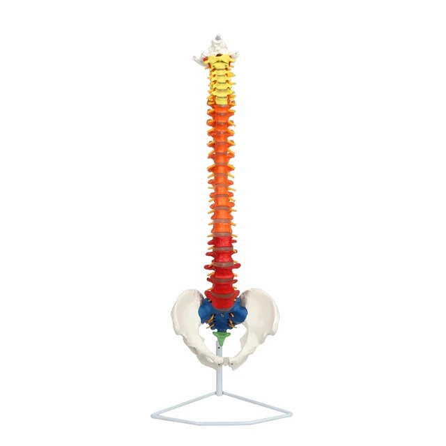 Axis Scientific - Spine Models - Flexible Spine Models - Anatomy