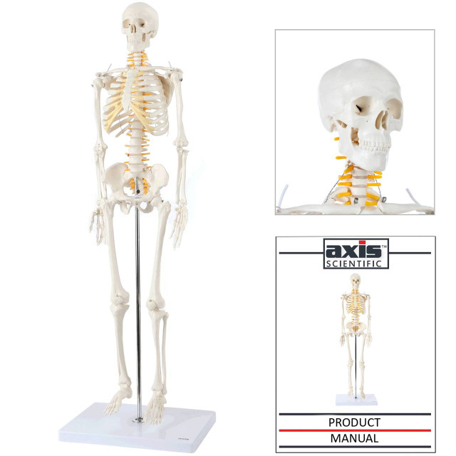 MedMod Anatomie-Skelett 87 Cm – Verkleinertes Menschliches Skelettmodell Mit Spinalnerven, Bandscheibenvorfall, Beweglich, Auf Ständer