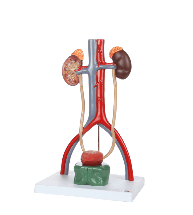 Urinary System On Make A Gif vrogue.co