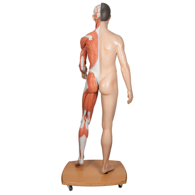 Anatomy Models - Figures - Dual Sex Figures - Anatomy Warehouse