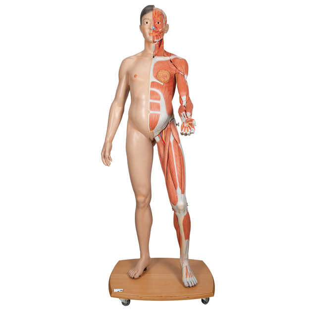 Anatomy Models - Figures - Dual Sex Figures - Anatomy Warehouse