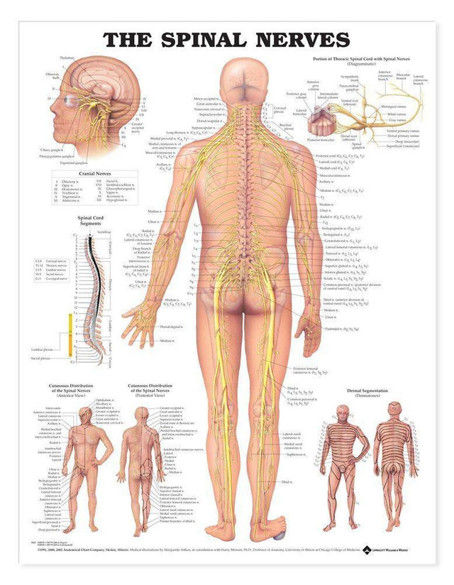 Human Body and Torso Anatomy Charts for Education | Anatomy Warehouse