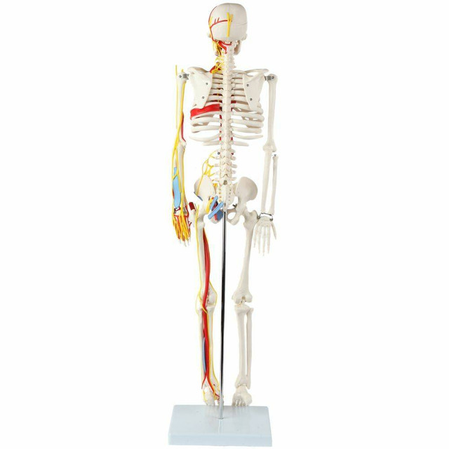 Anatomy Lab Miniature 35