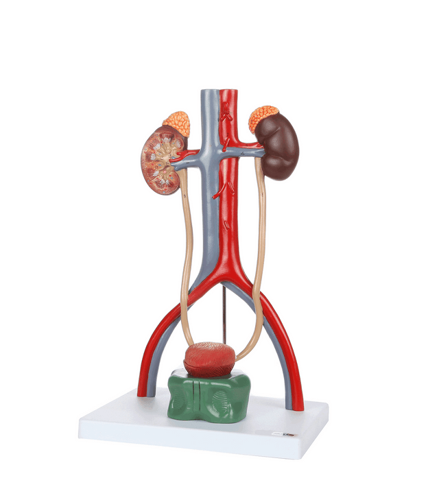 Lab Model Urinary Anatomy Models - Organ Models - Urinary Organ Models - Anatomy Warehouse