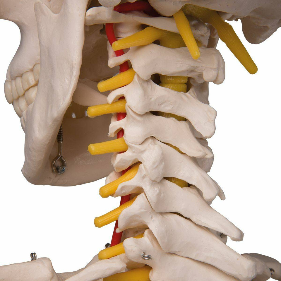 3B Scientific - Fred The Flexible Skeleton Anatomy Model
