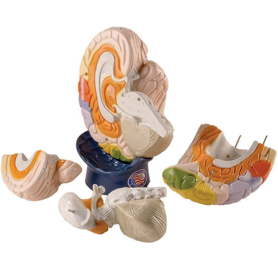 DenoyerGeppert Giant 4 Part Brain Anatomy Model