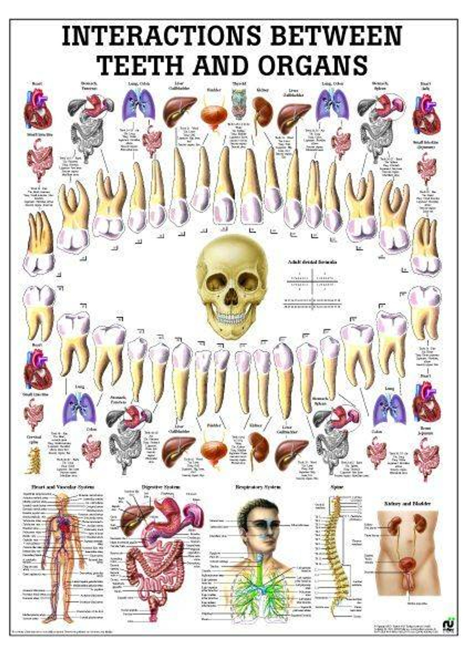 Correlation Between Teeth And Organs Laminated Anatomy Chart