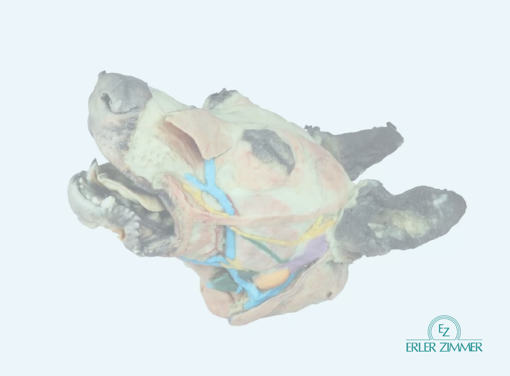 A diagram shows two light beige head and neck bones, with the bone on the right having some additional pink, purple, and light blue pieces attached to it.