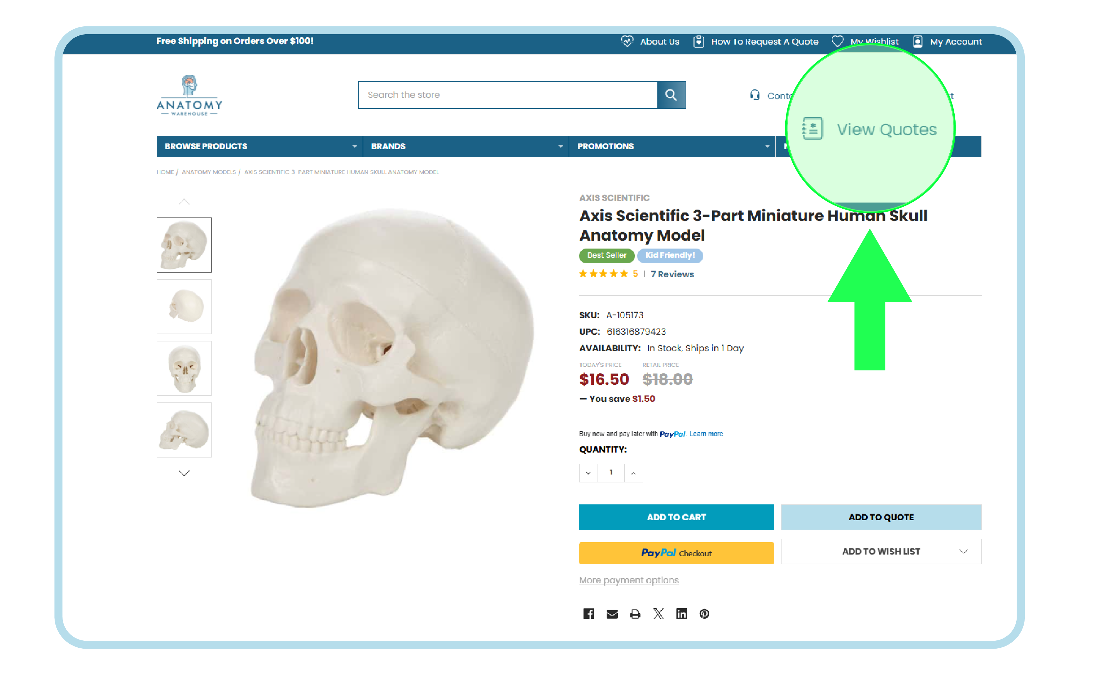 A page for an anatomy model shows a miniature human skull available for purchase.