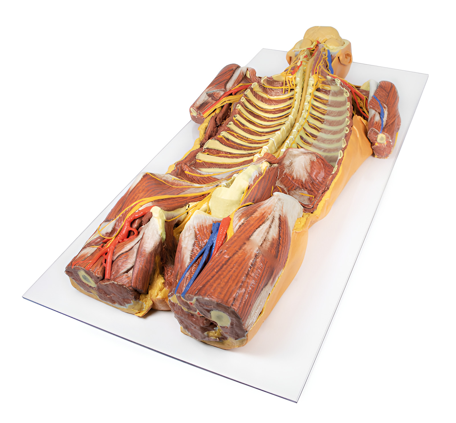 Human Cadaver Replica Models