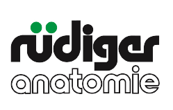 Rudiger Anatomie