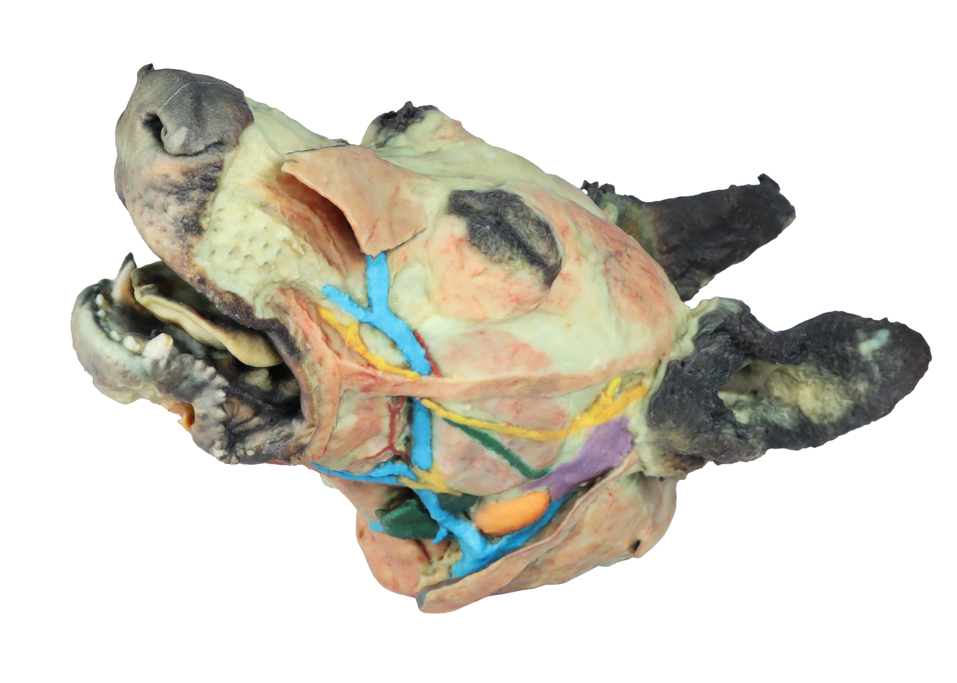 Animal Cadaver Replica Models