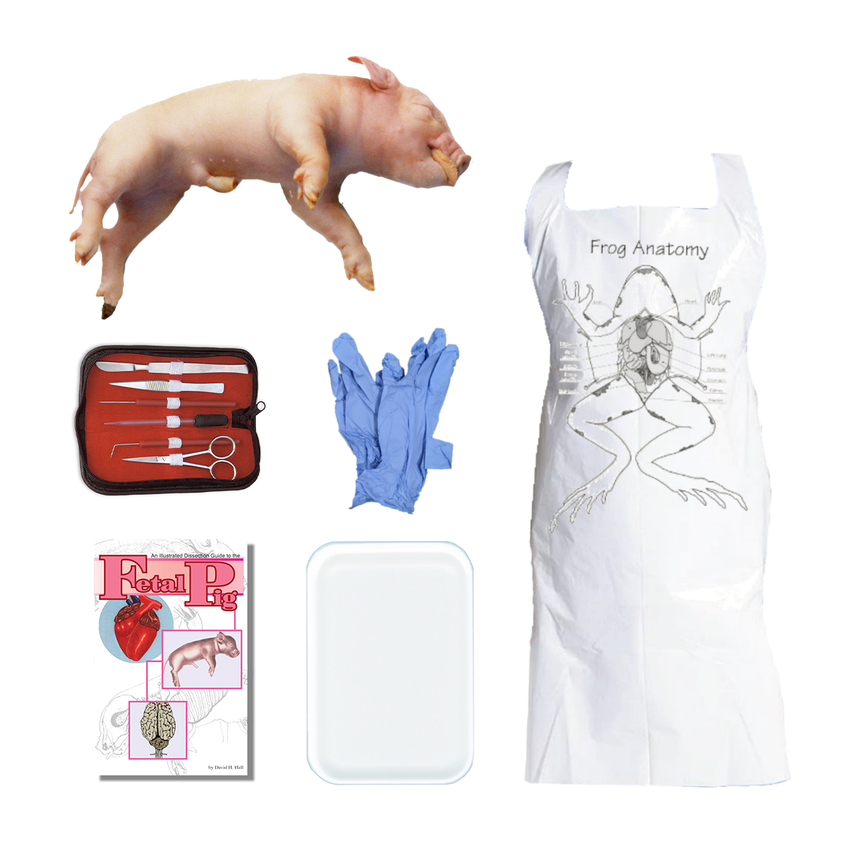 Anatomy Warehouse Fetal Pig Dissection Kit | Anatomy Warehouse