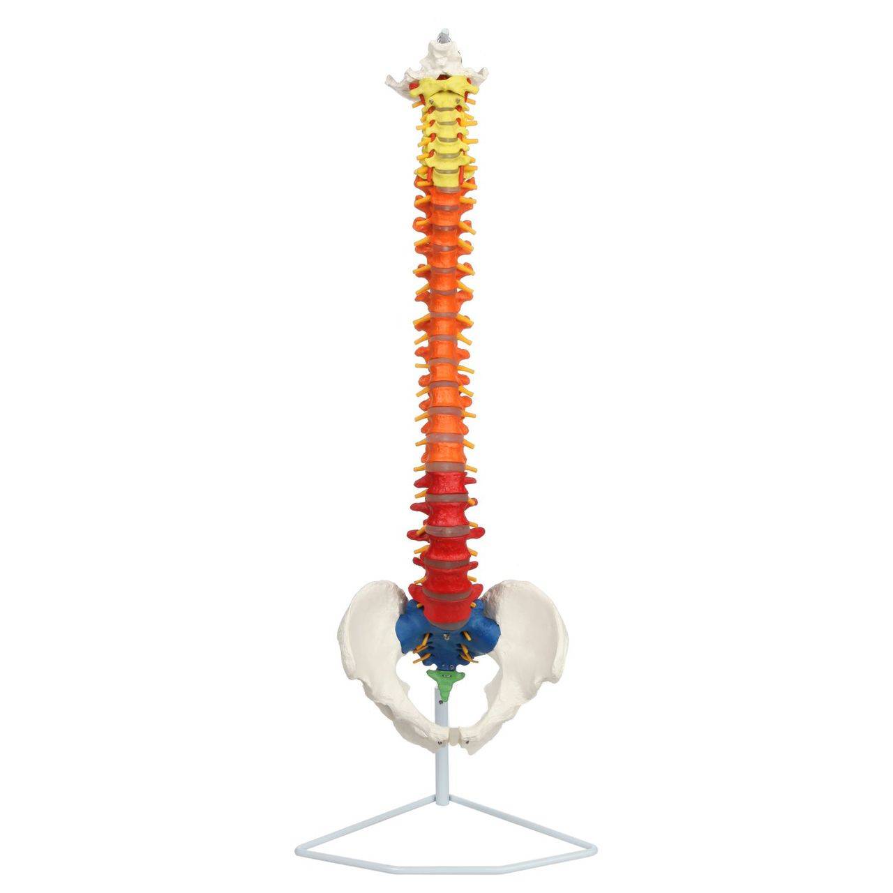 axis-scientific-axis-