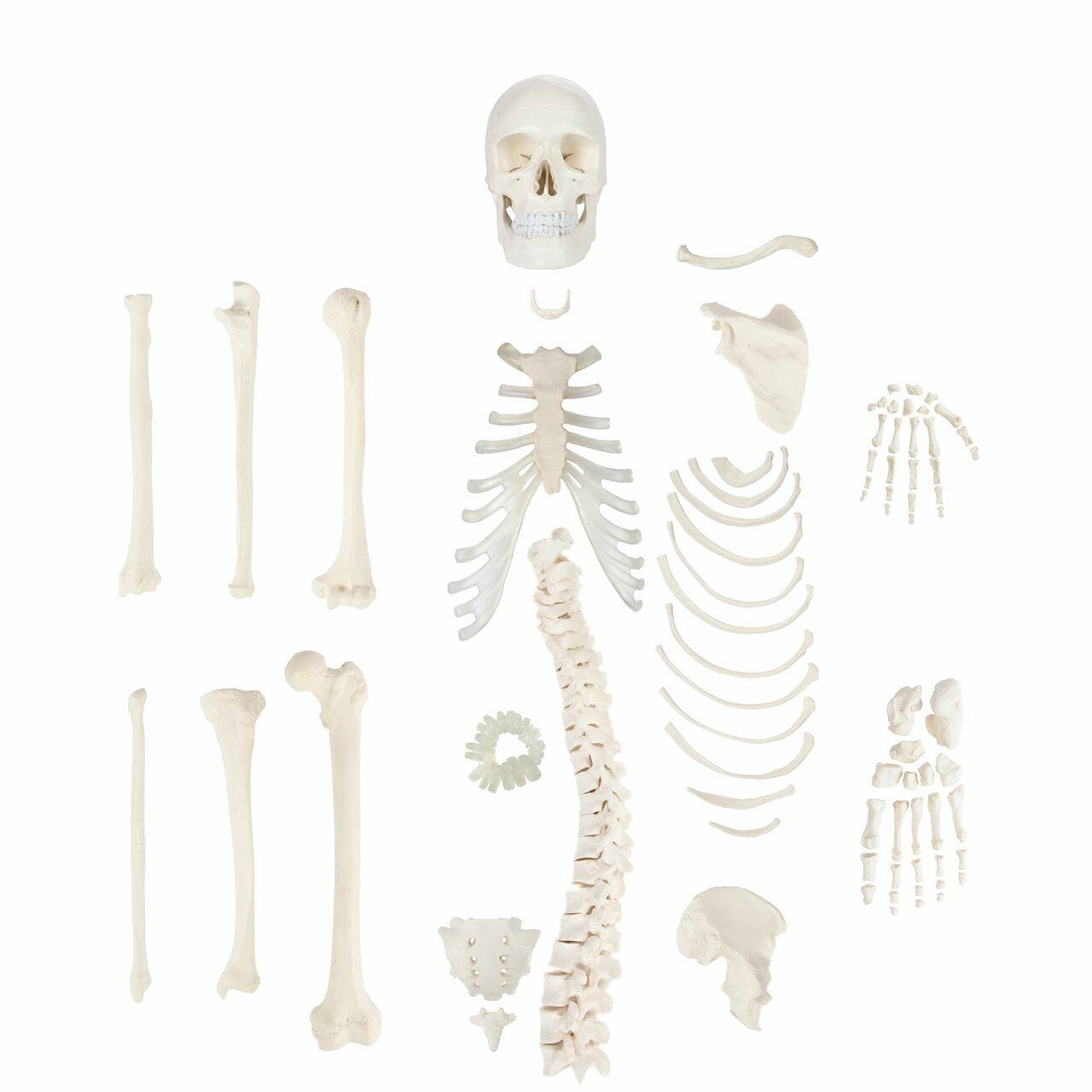 Axis Scientific Disarticulated Life-Size Half Skeleton Anatomy
