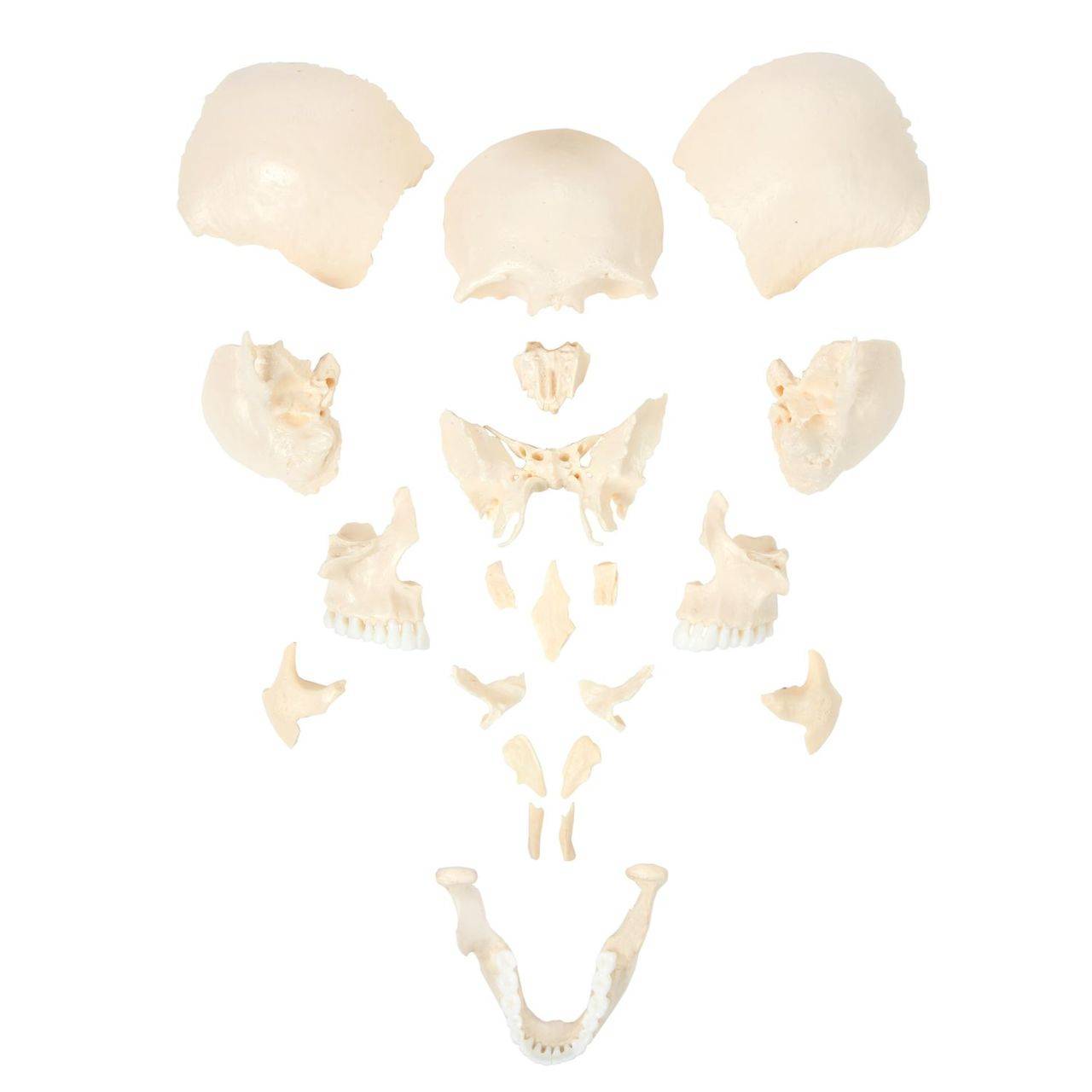 Axis Scientific Life-Size 22-Part Disarticulated Human Skull