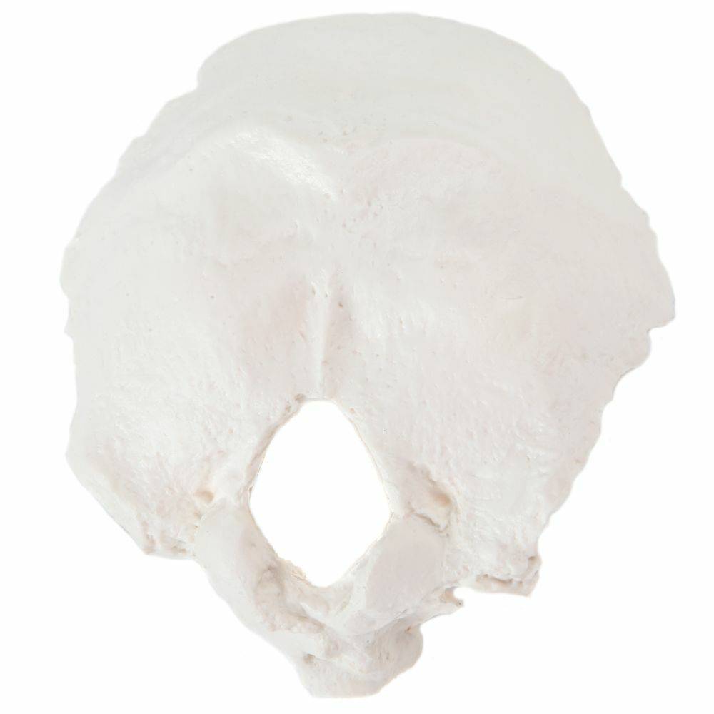 Axis Scientific Occipital Bone | Anatomy Warehouse