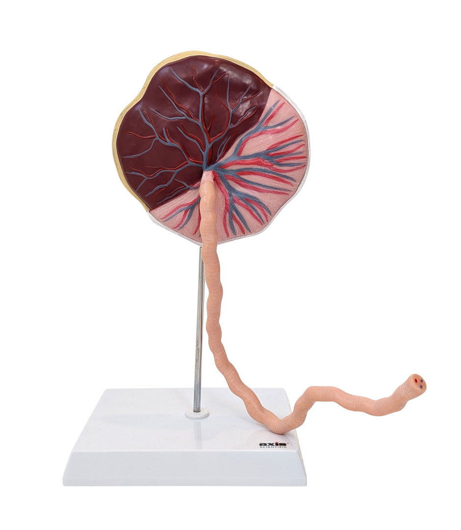 Axis Scientific Placenta Model with Removable Umbilical Cord
