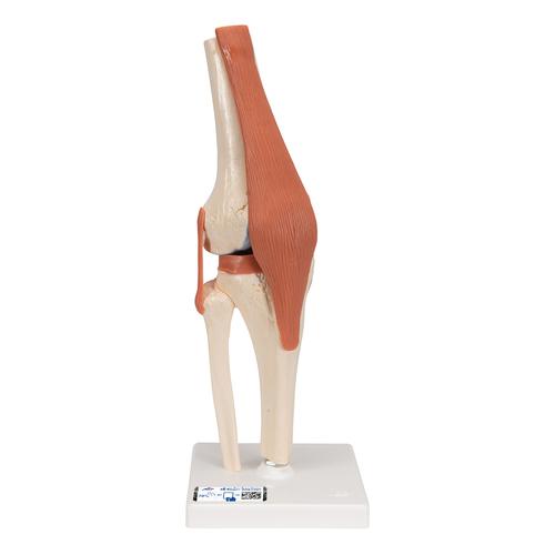 Life Size Knee Joint Anatomy Model – Realistic PVC Skeleton With Ligaments For Medical Teaching & Study