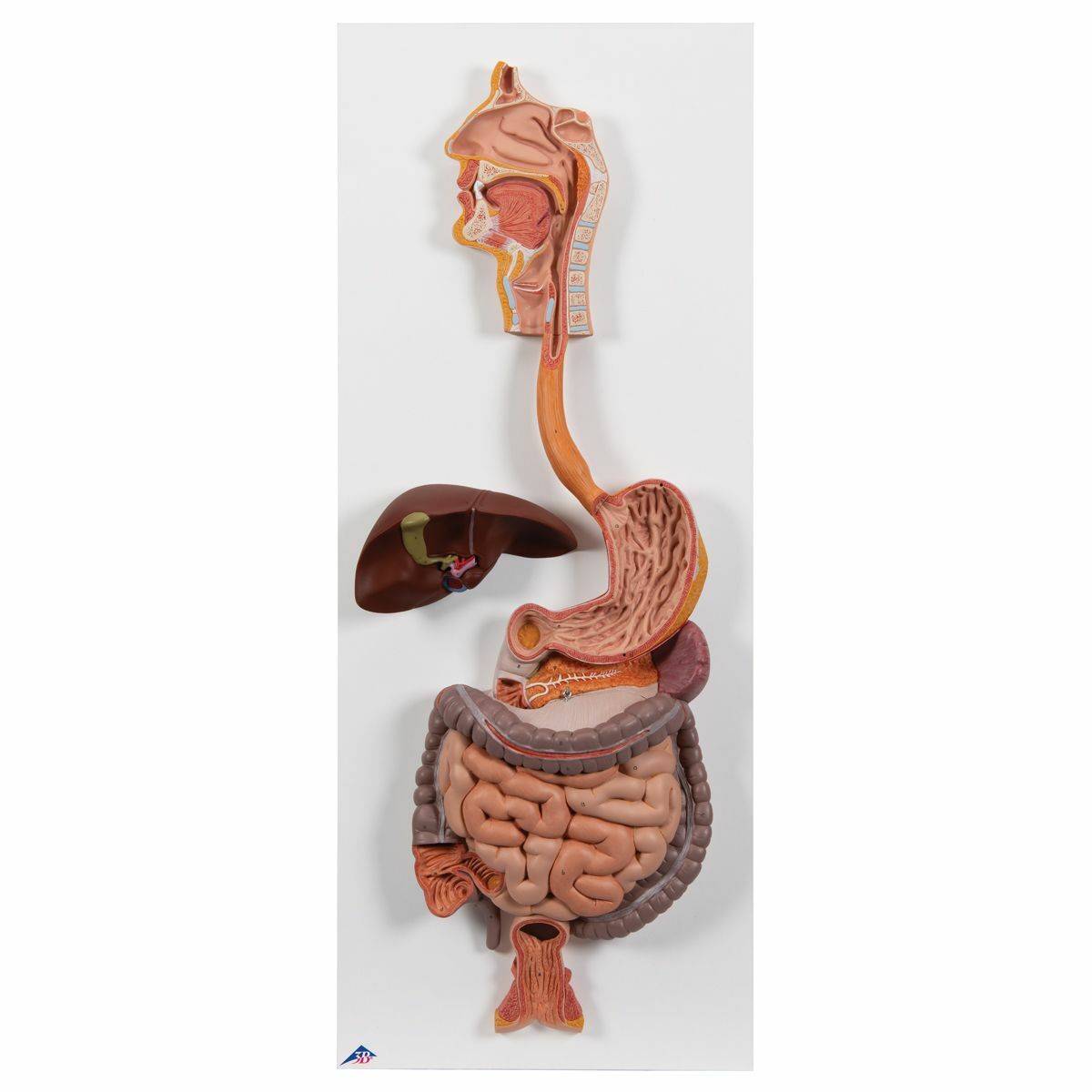 アナトミー 2 3b-scientific-life-size-