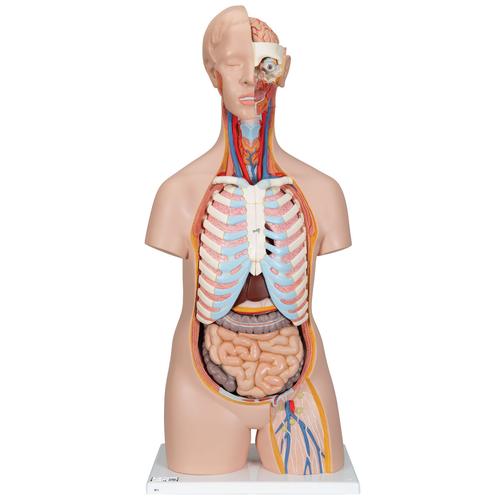 解剖学 1 Anatomy 1 3B Scientific Classic Human Unisex Torso Anatomy Model (16 Parts