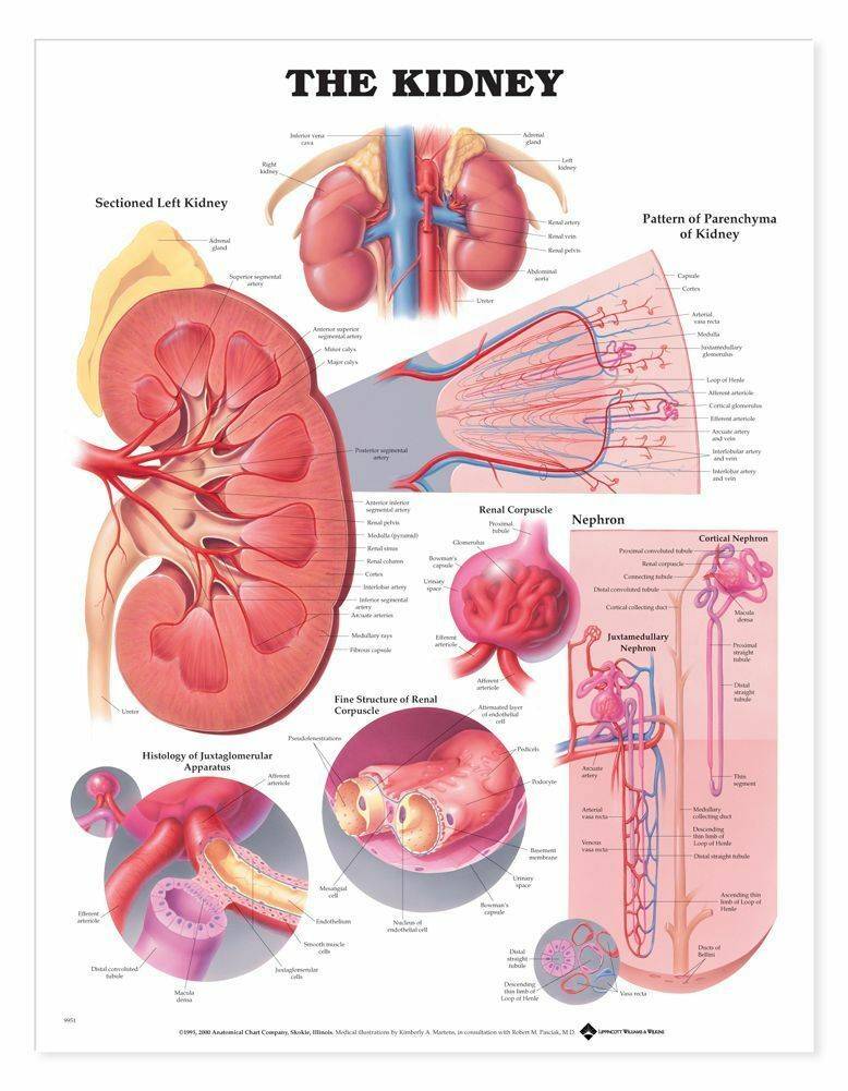 structure of kidney pdf
