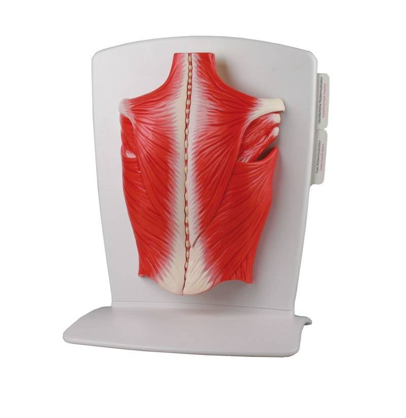 Erler-Zimmer 4-Part Back Muscle Model | Anatomy Warehouse Erler-Zimmer 4-Part Back Muscle Model | Anatomy Warehouse