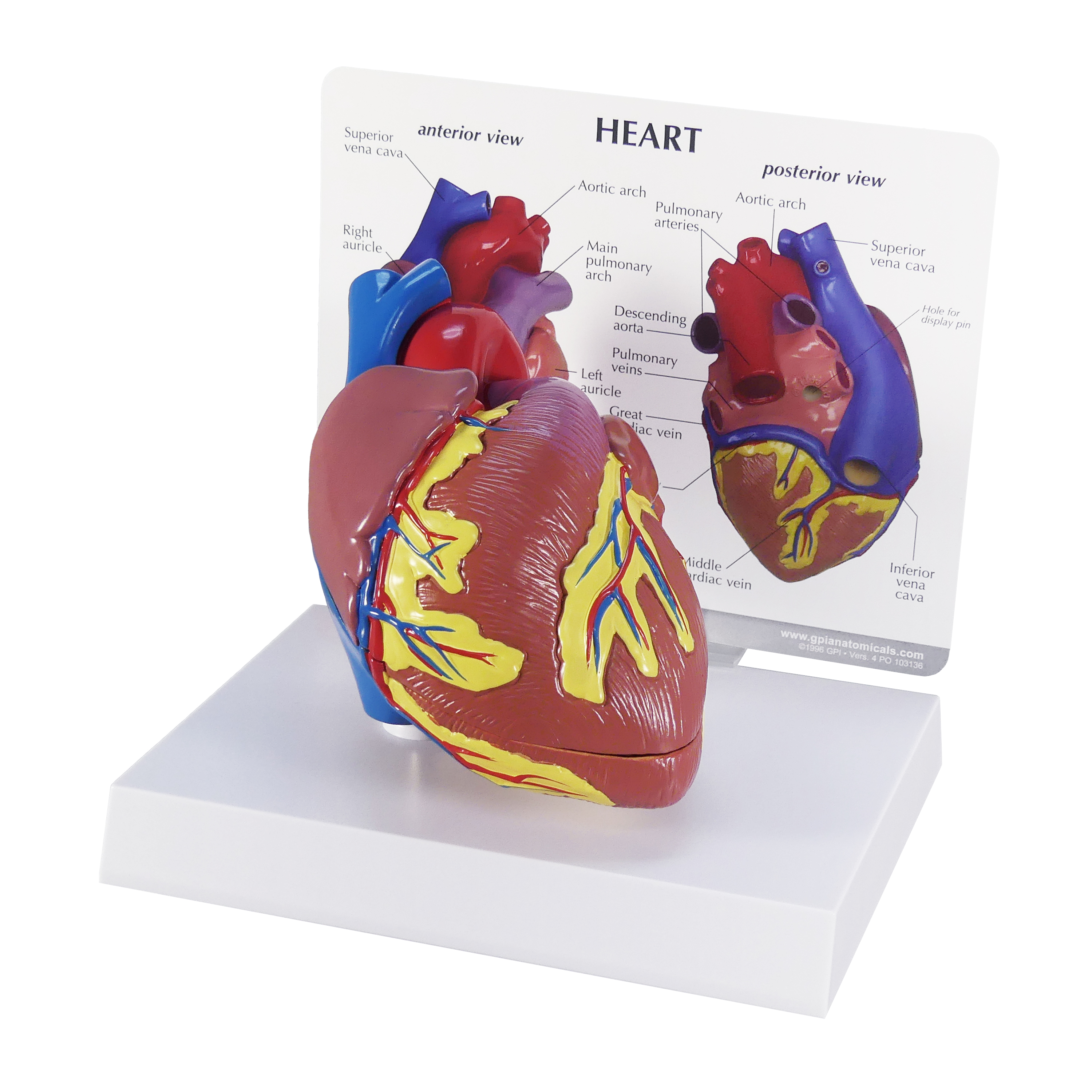 解剖学 1 Anatomy 1 GPI Anatomicals Basic Heart Anatomy Model | Anatomy Warehouse