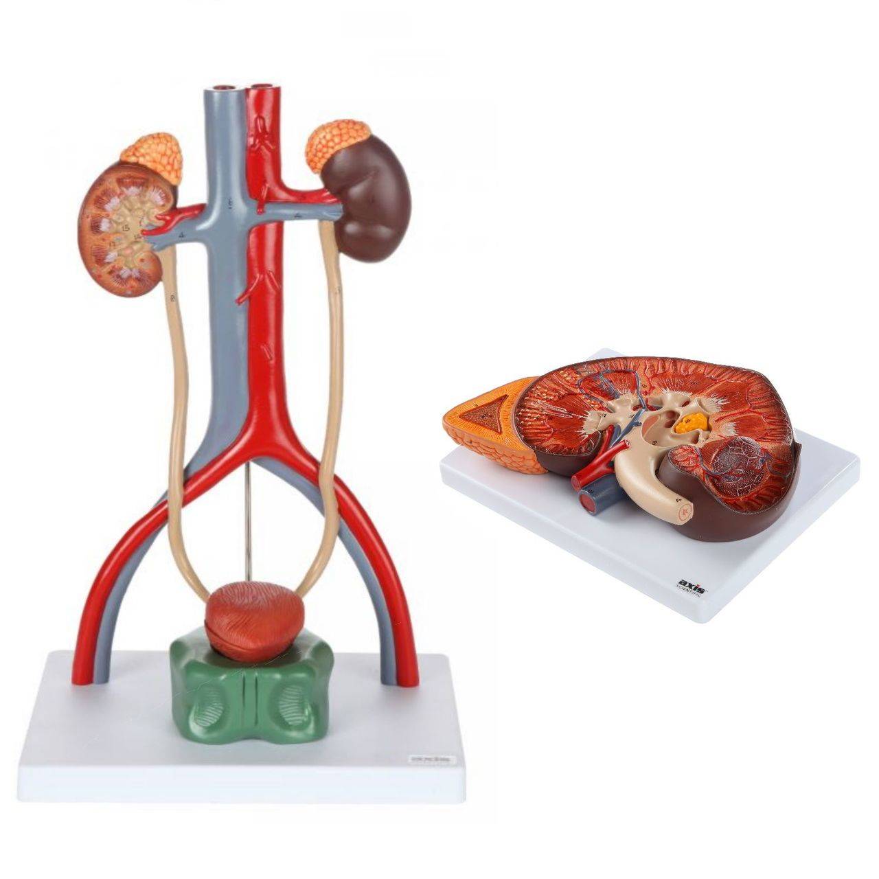 axis-scientific-axis-