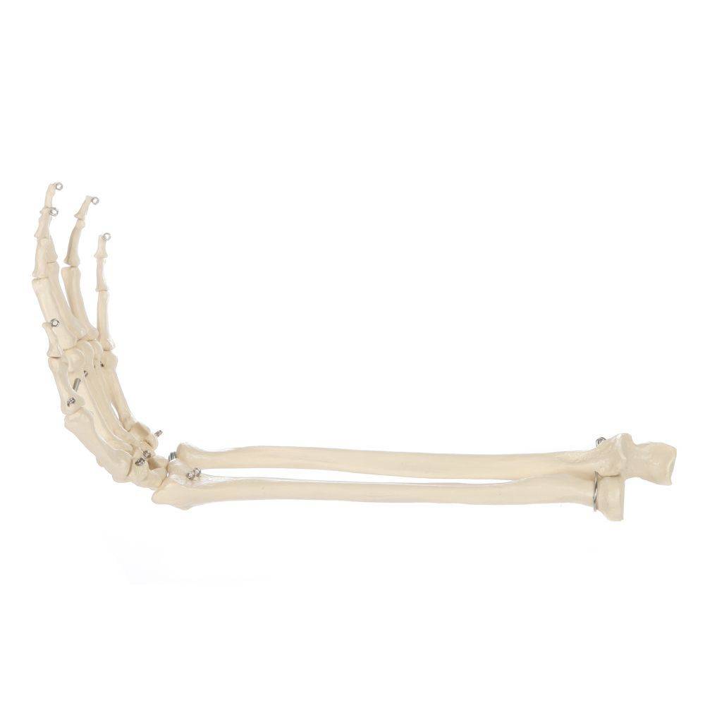 SKELETON ARM スケルトンアーム 海外玩具 SKELETON ARM スケルトンアーム 海外玩具 特撮