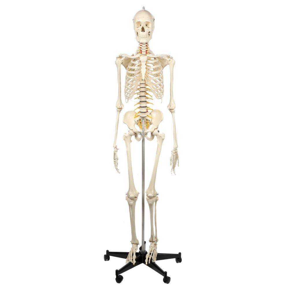 ドイツ rudiger Musculature with Skeleton Super Deluxe Premium Anatomie Rudiger 骨格模型 アナトミー社製 リュディガー anatomie 人体模型