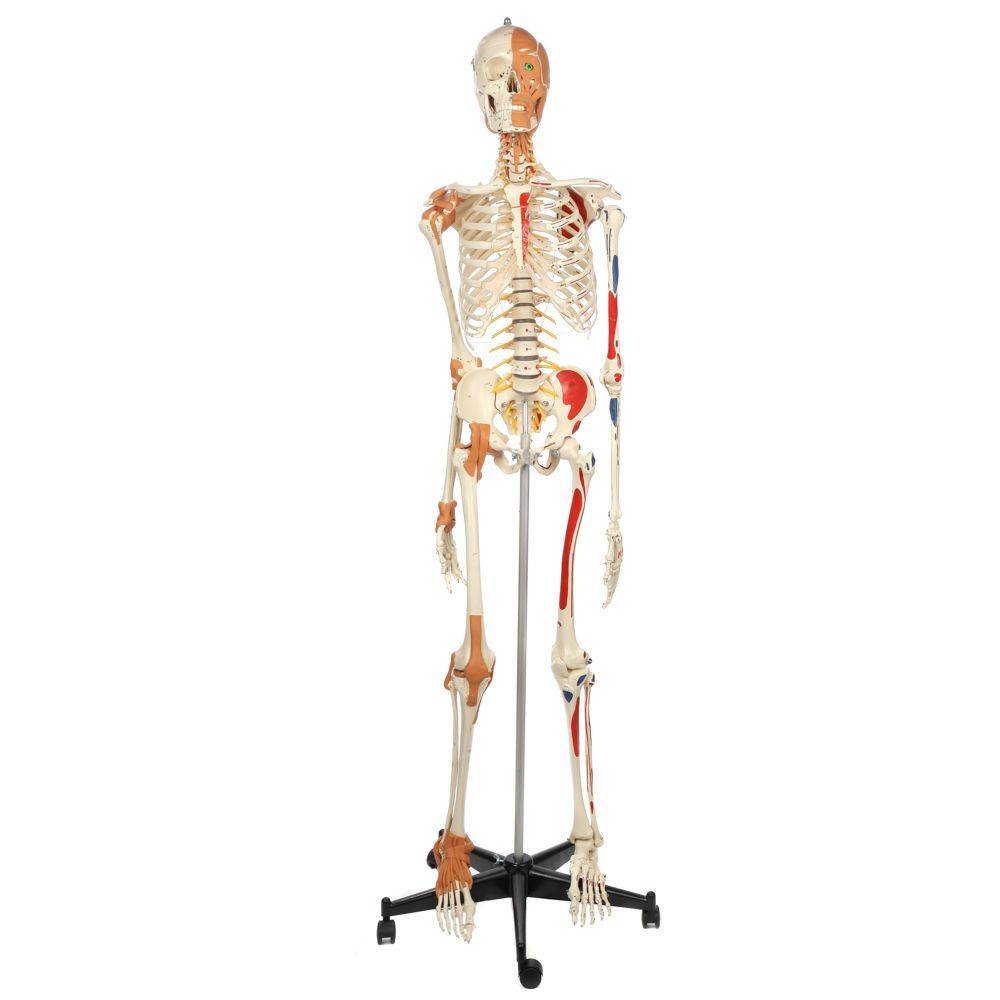 ドイツ rudiger anatomie リュディガー アナトミー社製 骨格模型 Rudiger Anatomie Premium Deluxe Super Skeleton with Musculature