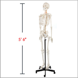 Axis Scientific Classic Life-Size Human Skeleton Anatomy Model Dimensions 62 x 17 x 11 inches