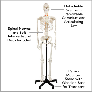 Axis Scientific Classic Life-Size Human Skeleton Anatomy Model Main Features