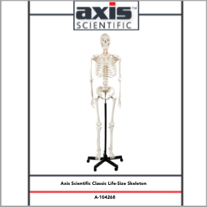 Axis Scientific Classic Life-Size Human Skeleton Anatomy Model Study Guide Booklet and Manual