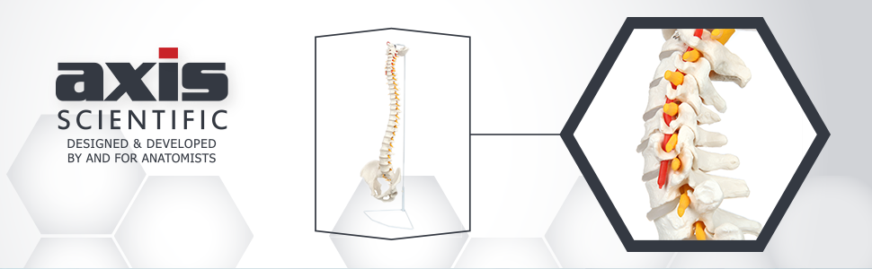 Axis Scientific Life-Size Human Spine with Complete Vertebrae, Nerves, and Male Pelvis Anatomy Model