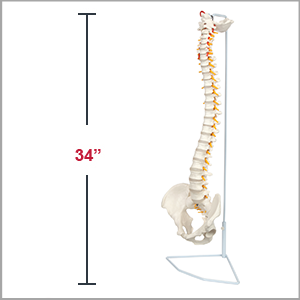 Axis Scientific Life-Size Human Spine with Complete Vertebrae, Nerves, and Male Pelvis Anatomy Model Dimensions 31 x 6 x 10 inches