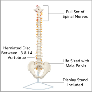 Axis Scientific Life-Size Human Spine with Complete Vertebrae, Nerves, and Male Pelvis Anatomy Model Main Features