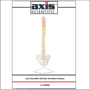 Axis Scientific Life-Size Human Spine with Complete Vertebrae, Nerves, and Male Pelvis Anatomy Model Study Guide Booklet and Manual