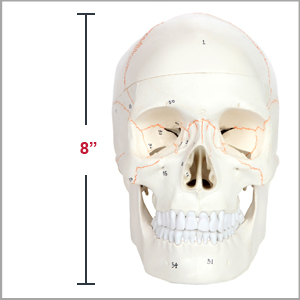 Axis Scientific 3-Part Life-Size Human Skull Numbered Anatomy Model Dimensions 7 x 8 x 5 inches