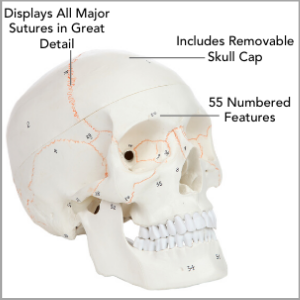 Axis Scientific 3-Part Life-Size Human Skull Numbered Anatomy Model Main Features