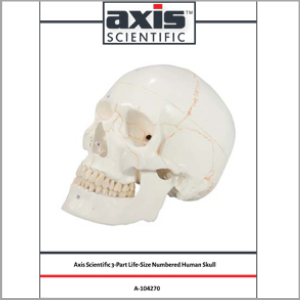 Axis Scientific 3-Part Life-Size Human Skull Numbered Anatomy Model Study Guide Booklet and Manual